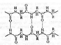 Stabilitatea structurii spiralate este dată de numărul mare de legături de hidrogen intercatenare care se formează între gruparea >C= a unui aminoacid şi gruparea >N- de la al patrulea aminoacid.