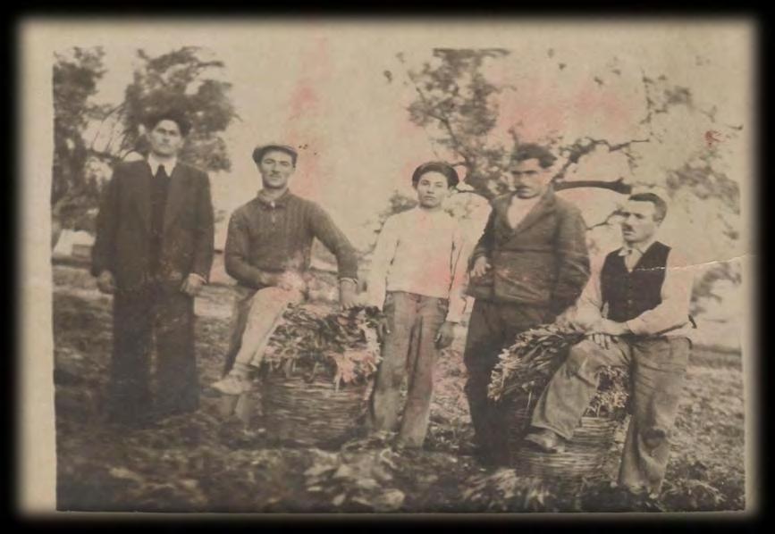 αναπτύσσονται και στην περιοχή των Νέων Λιοσίων μονάδες βουστασιακής αγελαδοτροφίας από τους Γιώργο Κ.