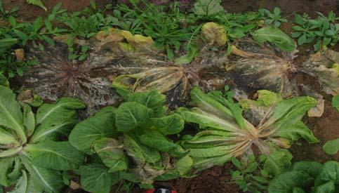 Καλλιέργεια λαχανικών στη Δυτική Πελοπόννησο Η συμβατική καλλιέργεια αλλά παράλληλα η ολοκληρωμένη
