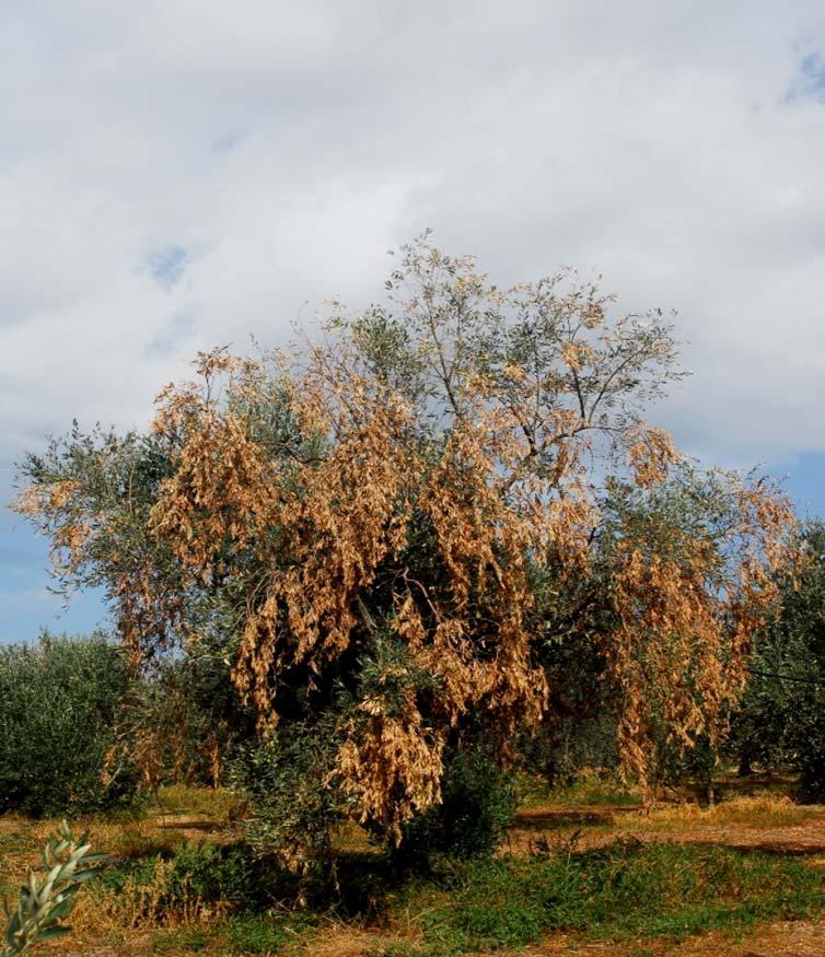 7. ΒΕΡΤΙΣΙΛΛΙΩΣΗ