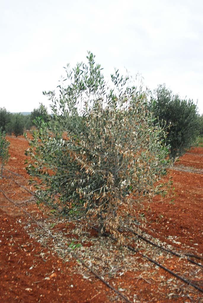 Χιλιάδες μικροσκληρώτια