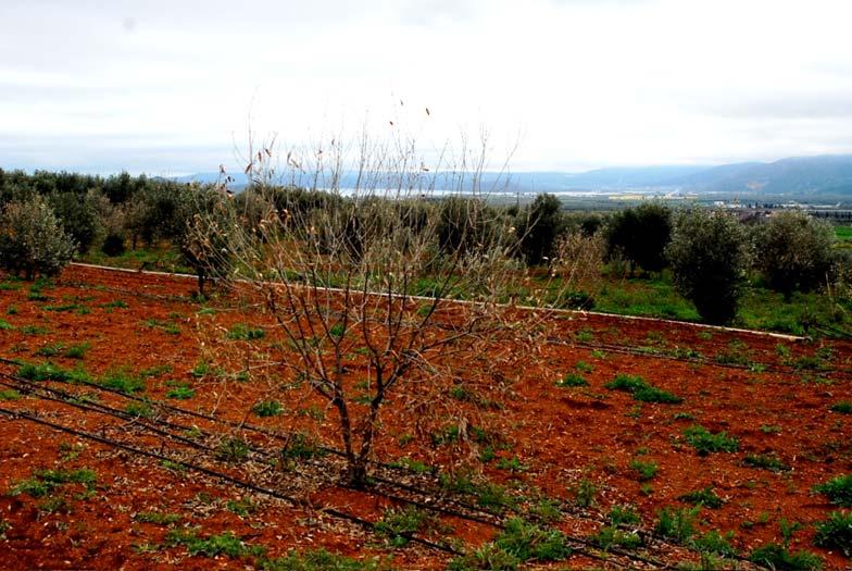 Αταλάντη,