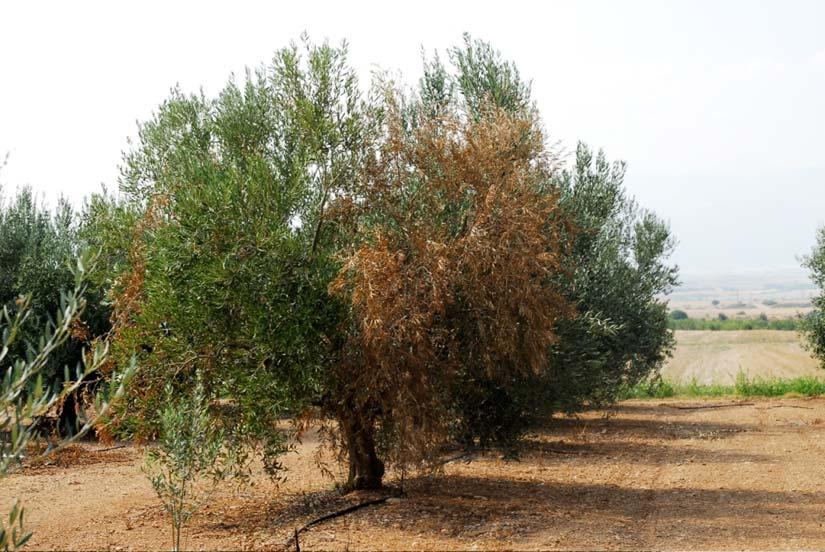 Μαγνησία Έντονη ζημιά στη Χαλκιδικής