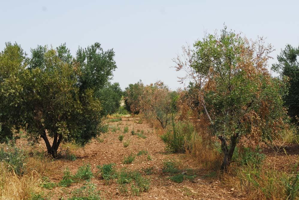 Χαλκιδική Έντονη προσβολή της ευαίσθητης ποικιλίας Χαλκιδική