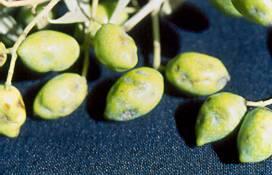 Συμπτώματα ύβων στον ελαιόκαρπο (Olive fruit hump) (OFH) και συμπτώματα ευλογιάς (αντίστοιχα εκείνων της ευλογιάς στους καρπούς