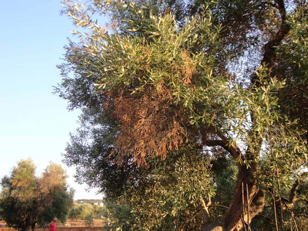 Ιολογικές προσβολές Οι Ιταλοί