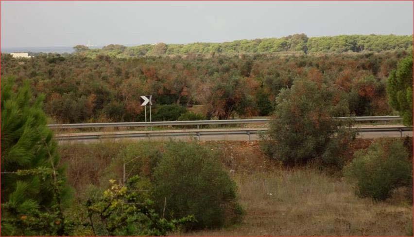 Η καταστροφική αυτή ασθένεια για τα ελαιόδεντρα, που προκαλείται από το βακτήριο Xyllela fastidiosa, δεν έχει εμφανιστεί ακόμα στην Ελλάδα