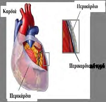 Ανάμεσα στο περικάρδιο και το ενδοκάρδιο βρίσκεται το παχύτερο τοίχωμα της καρδιάς που ονομάζεται μυοκάρδιο και αποτελείται από δυνατές μυϊκές ίνες.
