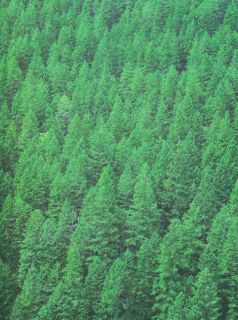 ΚΕΦΑΛΑΙΟ 6 / ΔΑΣΙΚΟΙ ΠΟΡΟΙ - Μικτά δάση πλατύφυλλων και κωνοφόρων της εύκρατης ζώνης. - Δάση κωνοφόρων της εύκρατης ζώνης. Πολική ζώνη - Δάση κωνοφόρων.