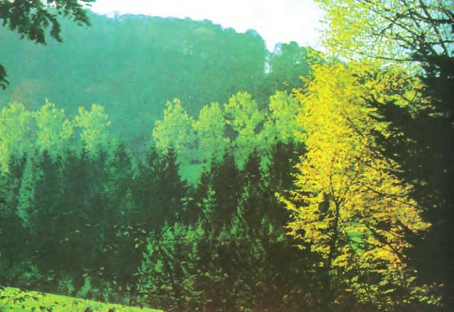 Εικόνα 6-7 Δάσος στο Λουξεμβούργο. Πλήρης τήρηση των αρχών αναγέννησης, προστασίας κ.ά. θέτουν τη βιογεωκοινότητα ή το οικοσύστημα μιας περιοχής.