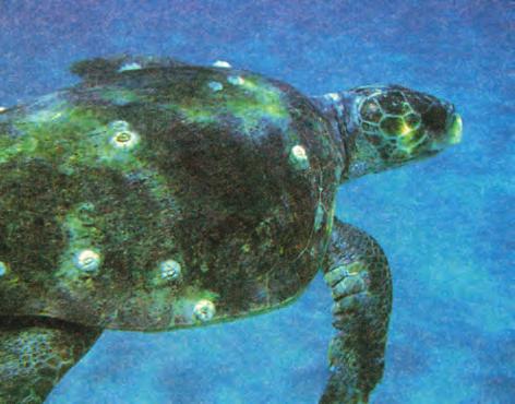 Εικόνα 2-5 Η χελώνα Caretta caretta στο σπουδαιότερο ενδιαίτημά της στη Μεσόγειο, τη Ζάκυνθο.