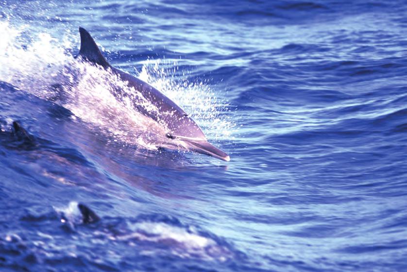 Εικόνα 3-8 Δελφίνι. β. Πανίδα θαλάσσια Είναι το σύνολο των ζώων που ζουν στις θάλασσες και τους ωκεανούς και περιλαμβάνει πάνω από 160 χιλιάδες είδη.