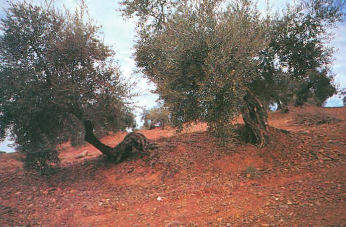 Εικόνα 4-17 Έντονα διαβρωμένη περιοχή. Οι ρίζες των δένδρων συγκρατούν το έδαφος στην αρχική του θέση. ιδιοτήτων του εδάφους, αλλά και με ανεπιθύμητες τοπογραφικές αλλαγές.