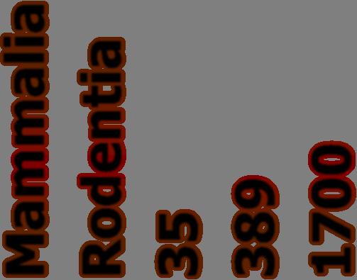 Rodentia