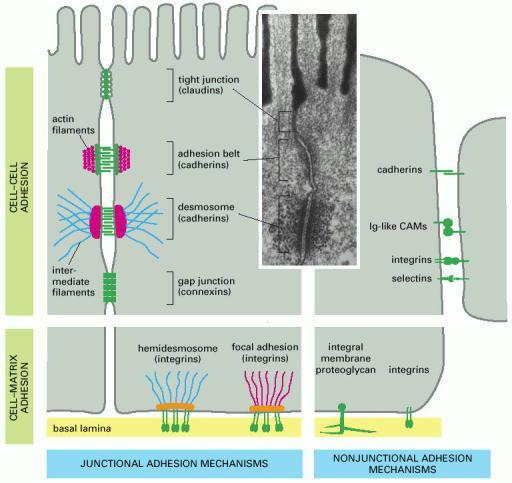 46 syndecans, I CAMs και σελεκτίνες. Οι τέσσερις διαθέσιμοι τύποι cadherins είναι οι E, P, N και δεσμοσωμική.