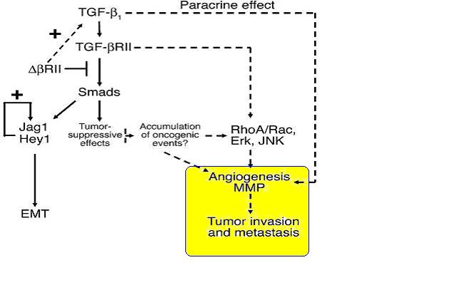 63 Εικόνα 27: Η έκφραση συγκεκριμένων μεταλλοπρωτεϊνασών μετά την ΕΜΤ οδηγεί σε διήθηση και μετάσταση των καρκινικών κυττάρων.