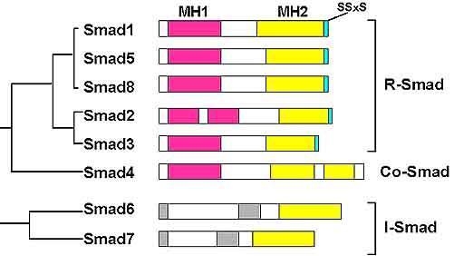74 Υπάρχουν 8 διαφορετικές Smad πρωτεΐνες που επιμερίζονται σε τρεις μεγάλες κατηγορίες (Εικόνα 36).