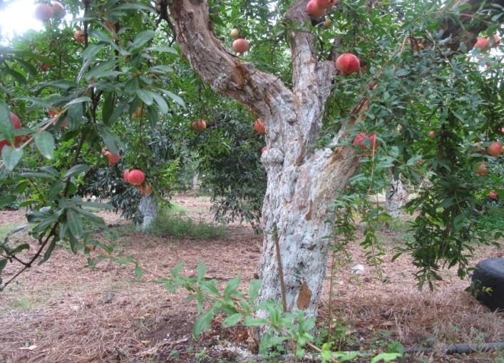 Έδρα: Ερμιόνη Δ.