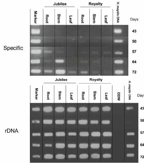 מנגד, DNA של.