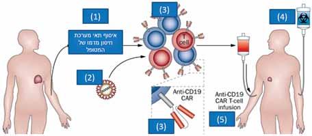 האגודה למלחמה בסרטן בישראל )ע"ר( ממאירויות המטולוגיות תרשים מס' 2: תאי מערכת החיסון של המטופל "מושבתים" ואינם מסוגלים לתקוף את תאי הלימפומה ולהשמידם.