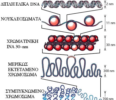 Σχήμα 1: Η οργάνωση και συμπύκνωση του DNA στην χρωματίνη. Το κατώτερο επίπεδο οργάνωσης της χρωματίνης είναι το νουκλεόσωμα, όπου 1.