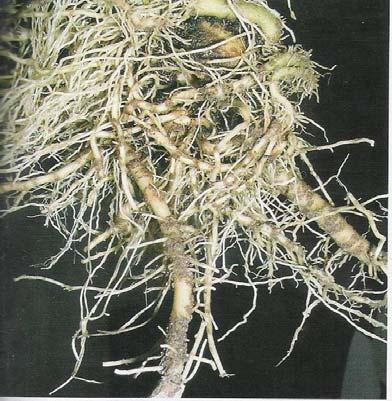 5.3. ΡΙΖΟΚΤΟΝΙΑ (Rhizoctonia solani) Ξενιστές: Το παθογόνο προσβάλει όλα σχεδόν τα κηπευτικά, πολλά καλλωπιστικά και δένδρα, στα σπορεία και τα φυτώρια.