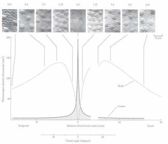 Η πυκνότητα των κωνίων Η µέγιστη οπτική οξύτητα παρουσιάζεται στο κεντρικό βοθρίο του αµφιβληστροειδή, περιοχή όπου τα κωνία, παρουσιάζουν το µικρότερο µέγεθος (µέγιστη πυκνότητα).