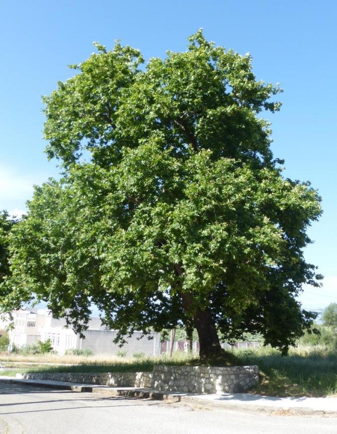 Πλάτανος Platanus sp.