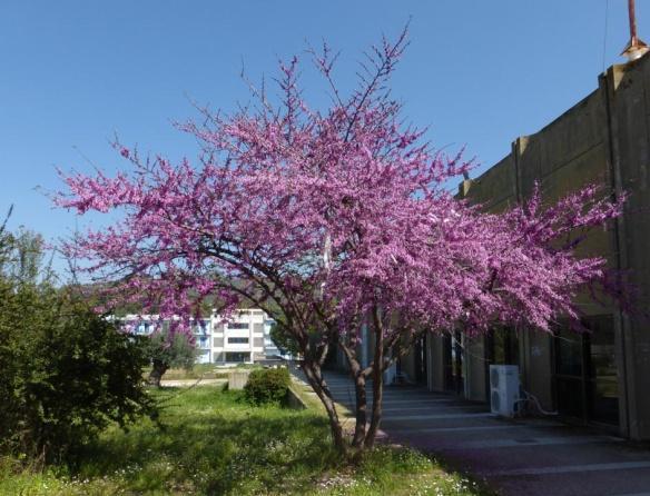 Κουτσουπιά Cercis