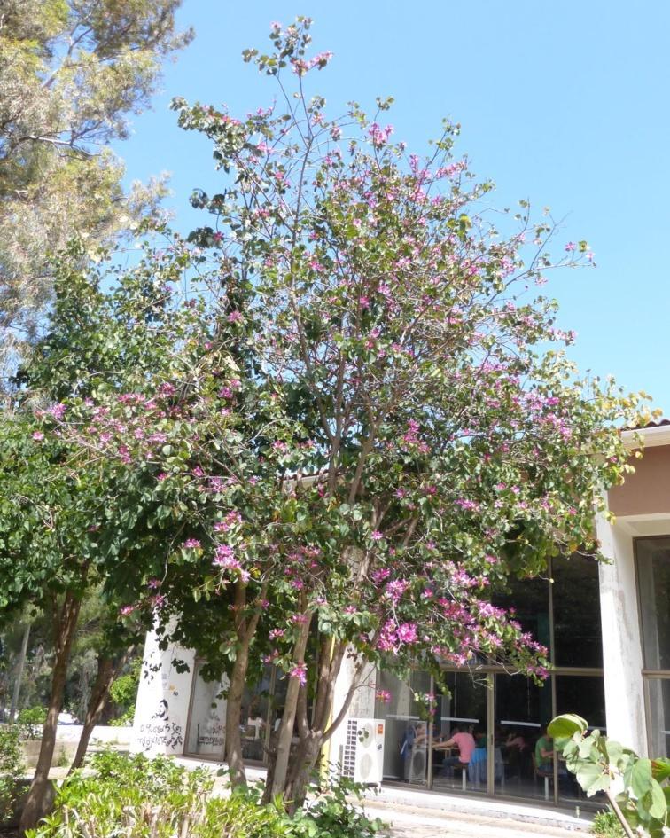 Μποχίνια Bauhinia variegata