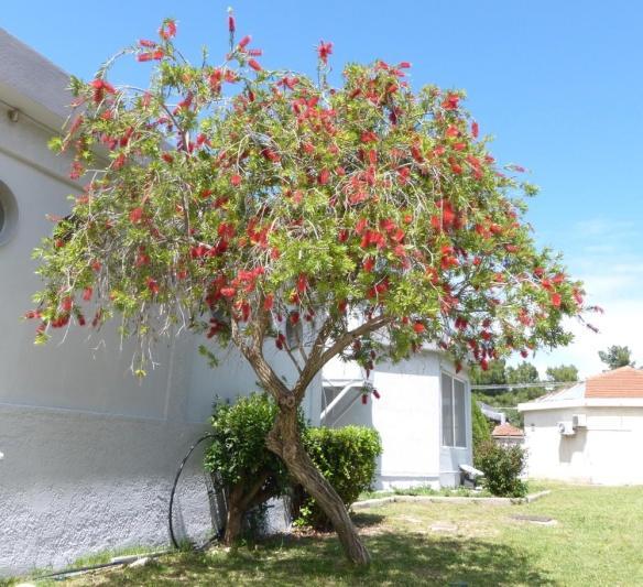 Καλλιστήμονας Callistemon citrinus Ο