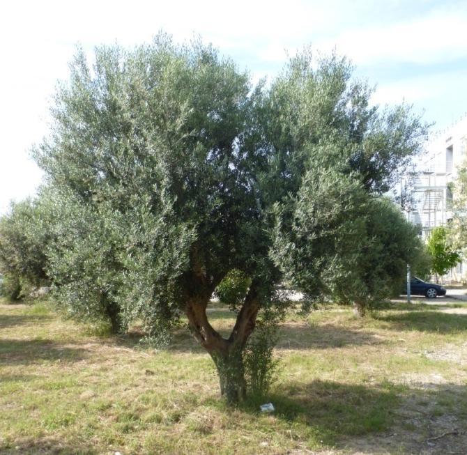 Ελιά Olea europaea Η ελιά είναι το πιο χαρακτηριστικό δένδρο