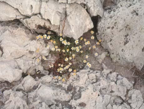 LIFE 2 Anthemis glaberrima (Rech.f.) Greuter Συνώνυμα: Ammanthus glaberrimus Rech.f. Φωτ. 17.