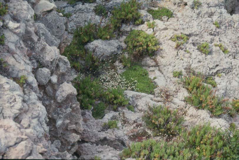 που είναι ενδημικά της Κρήτης και τα είδη Limonium frederici (W. Barbey) Rech. f. και Allium chamaespathum Boiss.