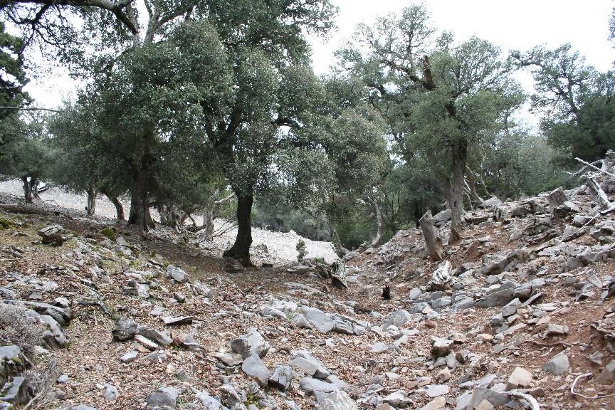 LIFE το φαινόμενο αυτό και σε άλλες ορχιδέες, δηλαδή μπορούν να περάσουν μία ολόκληρη αυξητική περίοδο χωρίς να βλαστήσουν. Φωτ. 30.