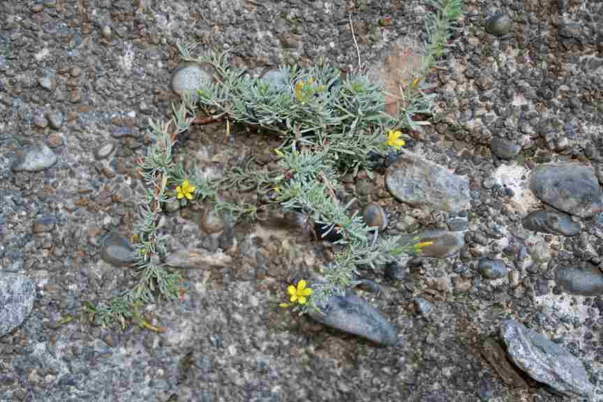 LIFE 5 Hypericum aciferum (Greuter) N.K.B. Robson Συνώνυμα: Elodes acifera Greuter Φωτ. 32.