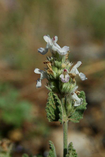 LIFE 6 Nepeta sphaciotica P.H.