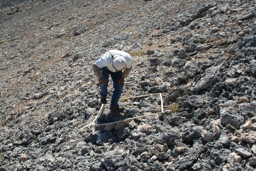 Πληθυσμός Nepeta sphaciotica στη Σβουριχτή Λευκών Ορέων Φωτ. 40.
