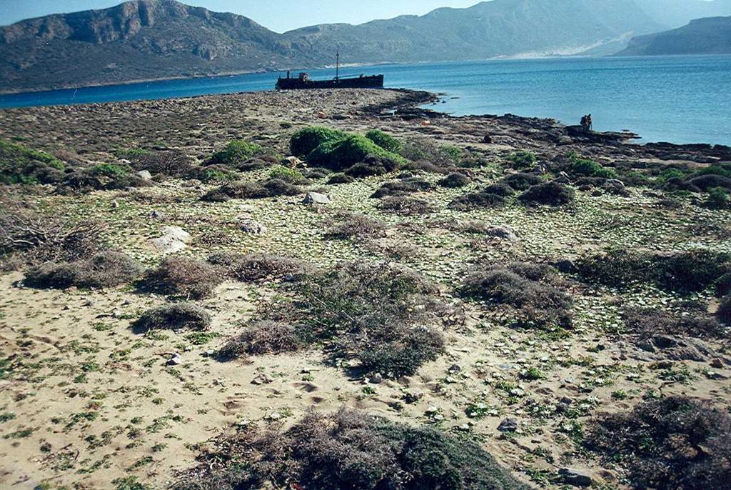 LIFE Εκτίμηση πληθυσμού Για την εκτίμηση και καταγραφή των πληθυσμών του Adrocymbium rechingeri στη Δυτική Κρήτη έγιναν πολλές επισκέψεις το 2005 στα δυτικά παράλια του Νομού Χανίων, κατά την περίοδο