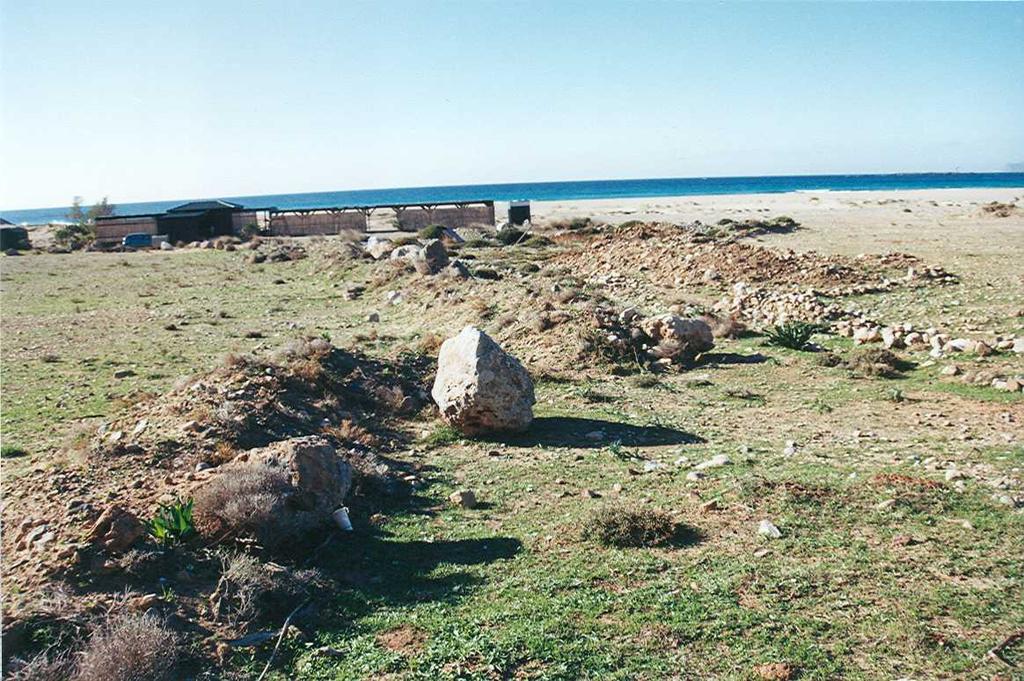 στον πληθυσμό Androcymbium