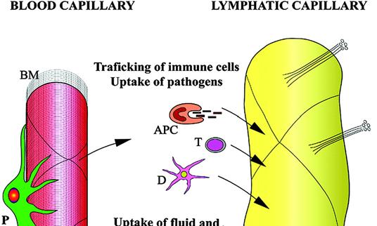 Εικόνα 45. Characteristic structure and function of the lymphatic microvasculature.