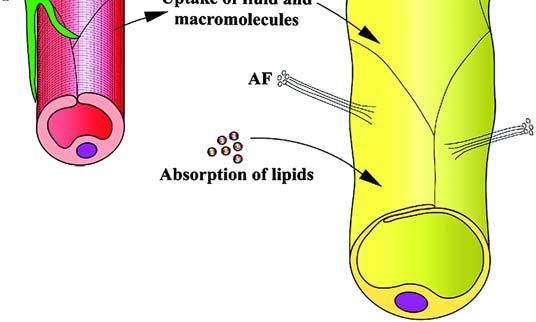 Λειτουργία λεμφικών αγγείων Τα λεμφαγγεία έχουν ως κύριο ρόλο την παροχέτευση της πλούσιας σε πρωτεΐνες λέμφου από τον εξωκυττάριο χώρο.