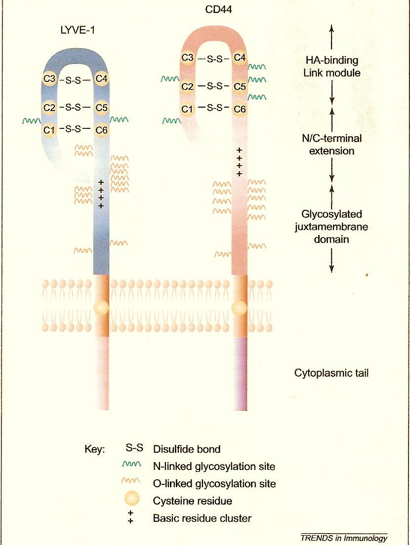 Εικόνα 49. The basic features of lymphatic vessel endothelial hyaluronan (HA) receptor (LYVE 1) and its closest homolog CD44.