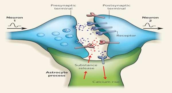 Αστροκύτταρα Ερεθισμός Προ-συναπτικού νευρώνα Προσυναπτικός νευρώνας Μετασυναπτικός νευρώνας Χωρίς