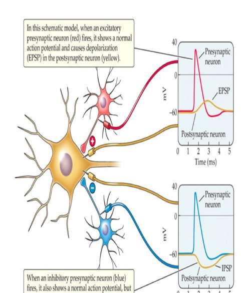 ΑΝΑΣΤΑΛΤΙΚΑ και ΕΥΟΔΩΤΙΚΑ ΜΕΤΑΣΥΝΑΠΤΙΚΑ ΔΥΝΑΜΙΚΑ Οι μεταβολές του δυναμικού της μετασυναπτικής μεμβράνης που προκαλούνται από την πρόσδεση του νευροδιαβιβαστή στον υποδοχέα ενός νευρώνα, είναι