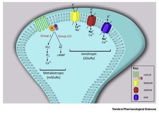 Υποδοχείς Γλουταμικού 3 Ιοντοτρόποι και 8 Μεταβολοτρόποι