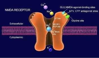 NMDA-Γλουταμικός Υποδοχέας