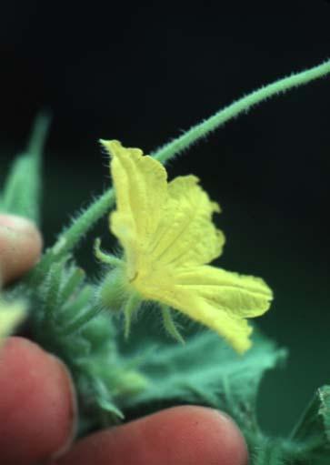 Εικόνα 1: Φυτά αγγουριάς σε θερμοκήπιο Εικόνα 2 : Αρσενικό άνθος αγγουριάς. Εικόνα 3: Θηλυκό άνθος αγγουριάς.