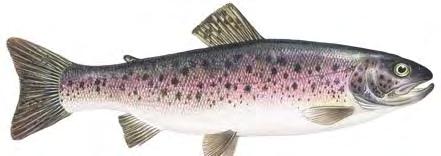 7 Πέστροφα (Oncorhynchus mykiss) Η ιριδίζουσα πέστροφα, που καλείται έτσι λόγω των πολλών χρωματιστών κηλίδων που έχει στο δέρμα της, είναι το σημαντικότερο είδος της ευρωπαϊκής υδατοκαλλιέργειας σε