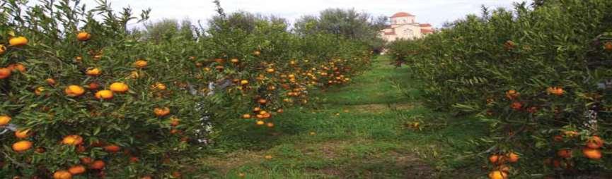 146 ασβεστώδη εδάφη προτιμάται το Citrus volkameriana όπως έχει αναφερθεί και ενωρίτερα.